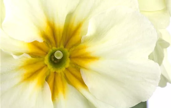 Primula elatior Primula elatior