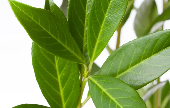 Prunus laurocerasus 'Caucasica' Prunus laurocerasus 'Caucasica'