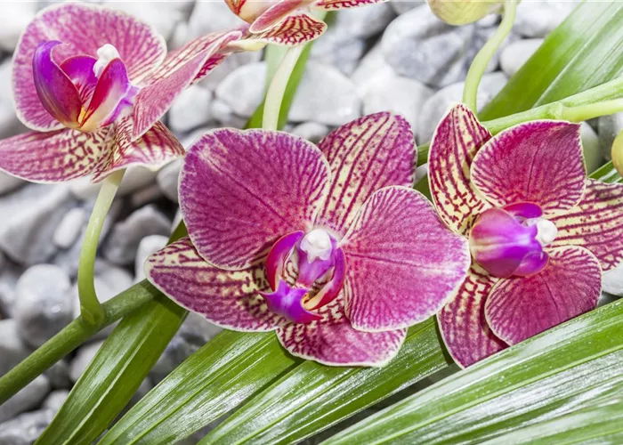 Orchideen Orchideen