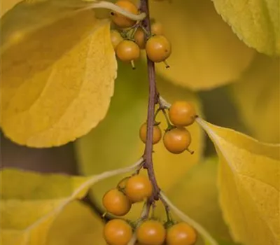 Celastrus orbiculatus