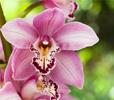 Cymbidium Cymbidium