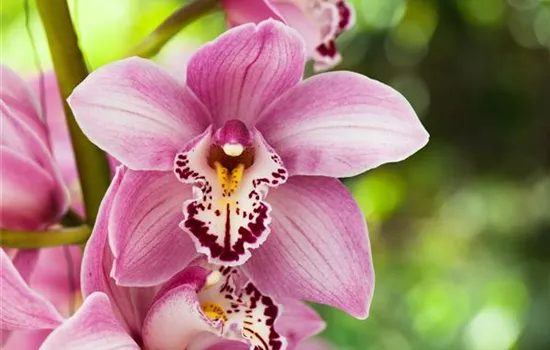 Cymbidium Cymbidium
