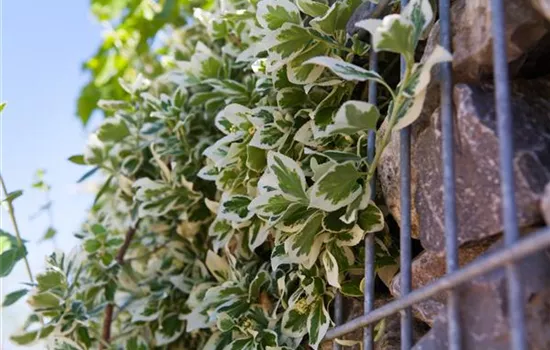 Euonymus fortunei 'Emerald Gaiety' Euonymus fortunei 'Emerald Gaiety'