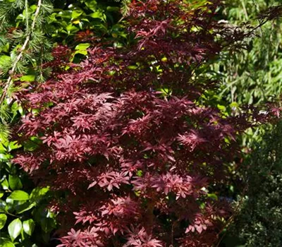 Acer palmatum 'Shaina' Acer palmatum 'Shaina'