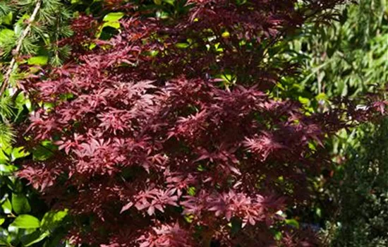 Acer palmatum 'Shaina' Acer palmatum 'Shaina'