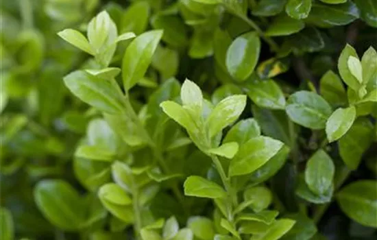 Ilex crenata 'Golden Rock' Ilex crenata 'Golden Rock'