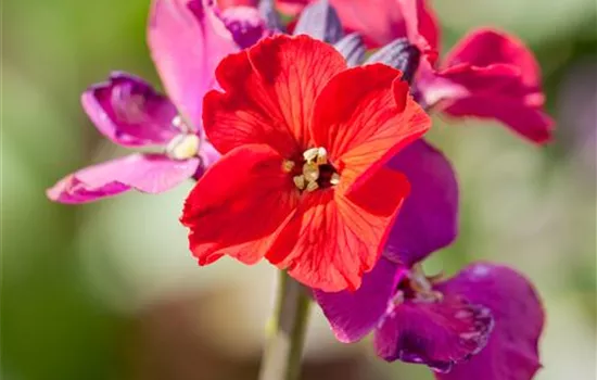 Erysimum cheiri, rot Erysimum cheiri, rot