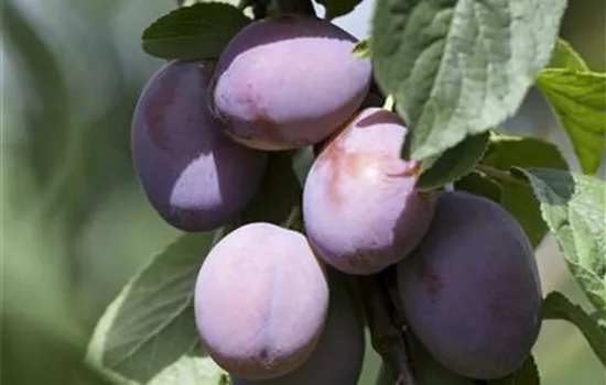 Prunus domestica 'Imperial' Prunus domestica 'Imperial'