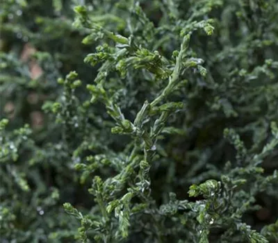 Chamaecyparis obtusa 'Lycopodioides' Chamaecyparis obtusa 'Lycopodioides'