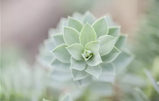 Euphorbia myrsinites Euphorbia myrsinites