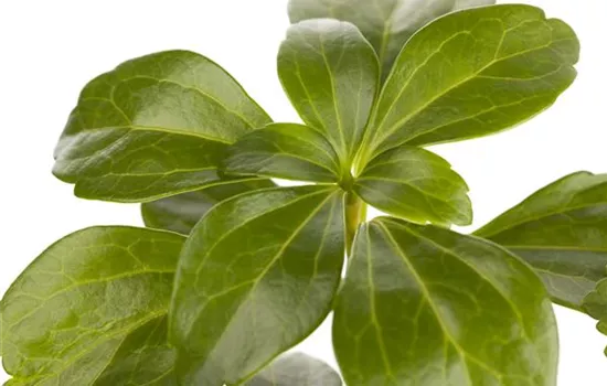 Pachysandra terminalis Pachysandra terminalis