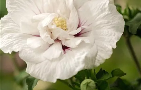 Hibiscus syriacus 'White Chiffon'® Hibiscus syriacus 'White Chiffon'®