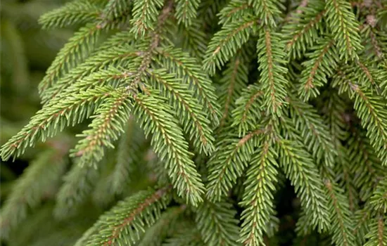 Picea orientalis 'Aureospicata' Picea orientalis 'Aureospicata'