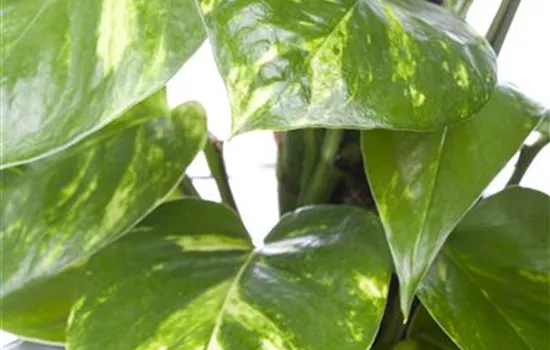 Epipremnum pinnatum Epipremnum pinnatum