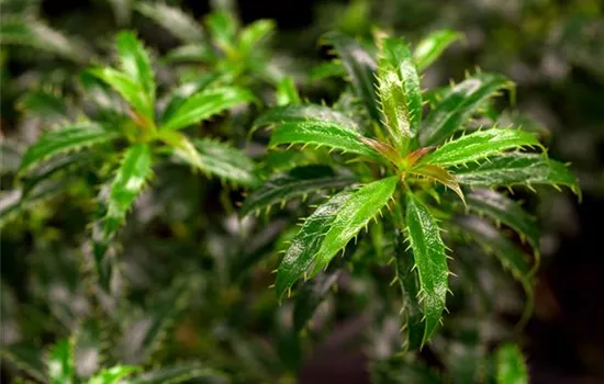 Ilex aquifolium 'Heckenzwerg'® Ilex aquifolium 'Heckenzwerg'®