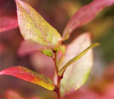 Vaccinium corymbosum 'Bluecrop'