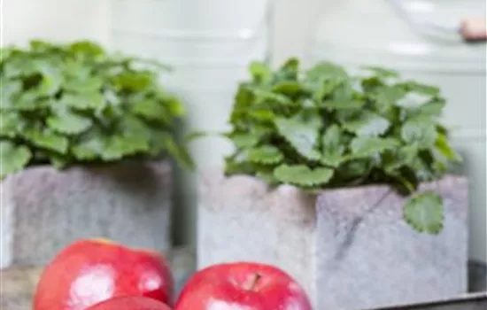 Malus domestica 'Gala' Malus domestica 'Gala'