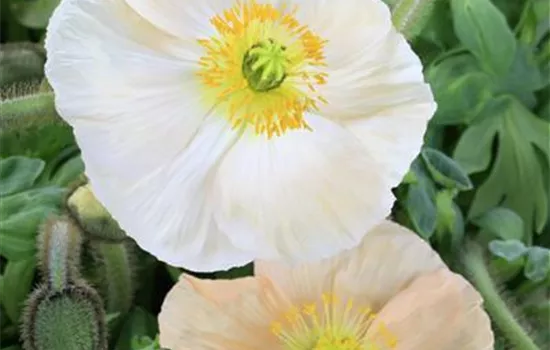 Papaver nudicaule, weiß Papaver nudicaule, weiß