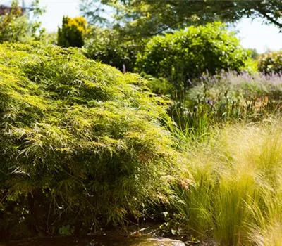 Acer palmatum 'Dissectum' Acer palmatum 'Dissectum'