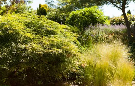 Acer palmatum 'Dissectum' Acer palmatum 'Dissectum'