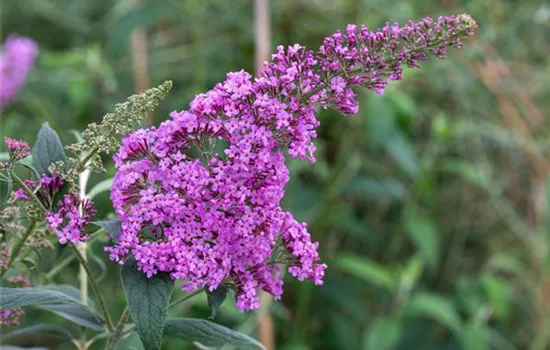 Buddleja davidii 'Pink Delight' Buddleja davidii 'Pink Delight'