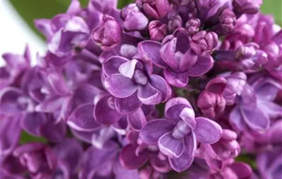 Syringa vulgaris Syringa vulgaris