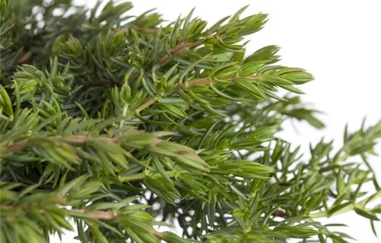 Juniperus communis 'Greenmantle' Juniperus communis 'Greenmantle'