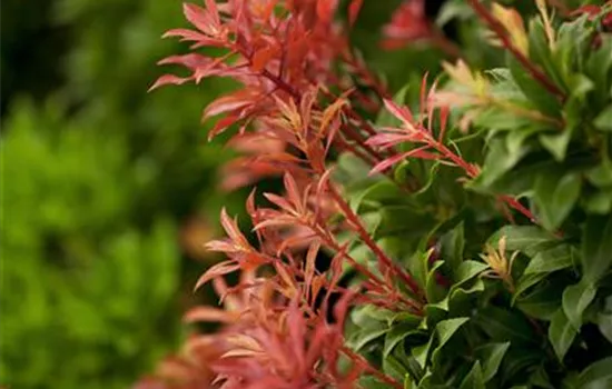 Pieris japonica 'Mountain Fire' Pieris japonica 'Mountain Fire'