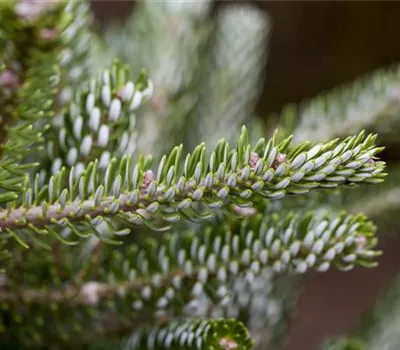 Abies koreana 'Silberlocke' Abies koreana 'Silberlocke'