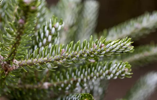 Abies koreana 'Silberlocke' Abies koreana 'Silberlocke'