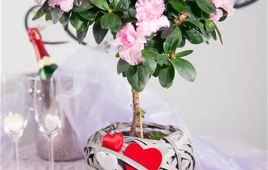 Rhododendron simsii, Stamm Rhododendron simsii, Stamm