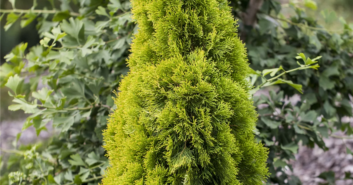 Thuja occidentalis 'Golden Smaragd'
