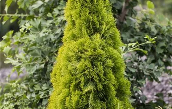 Thuja occidentalis 'Golden Smaragd'® Thuja occidentalis 'Golden Smaragd'®