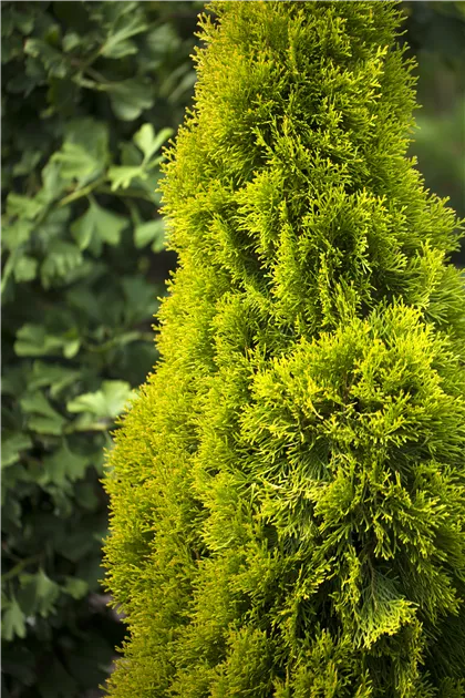 thuja homeopathic Thuja Occidentalis 200CH main image 0