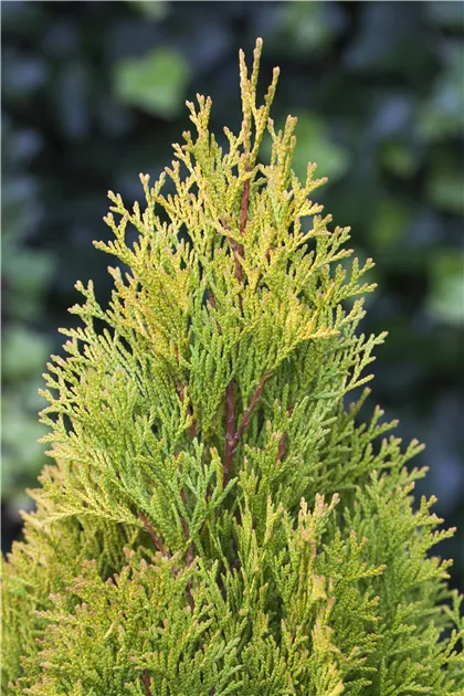 Thuja occidentalis 'Golden Smaragd'