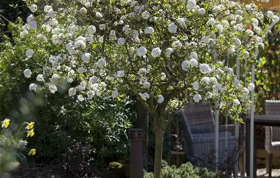 Viburnum x burkwoodii Viburnum x burkwoodii