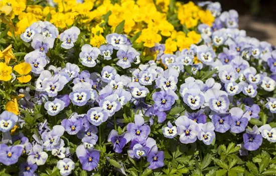 Viola cornuta 'Ice Babies'® Viola cornuta 'Ice Babies'®