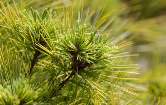 Pinus strobus 'Minima' Pinus strobus 'Minima'