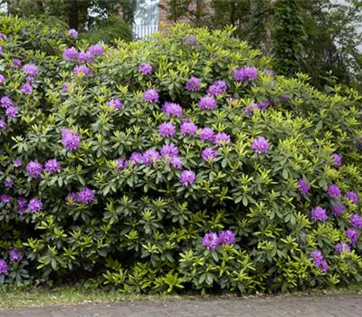 Rhododendron catawbiense 'Grandiflorum'