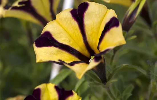 Petunia-Hybriden hängend Petunia-Hybriden hängend