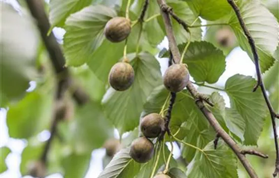 Actinidia arguta Actinidia arguta