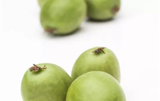 Actinidia arguta 'Issai' Actinidia arguta 'Issai'