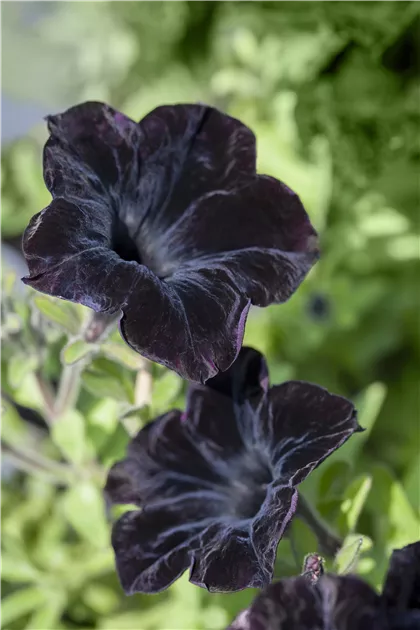 Petunia