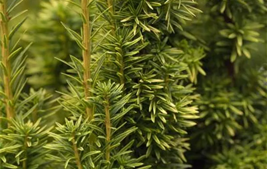 Taxus baccata 'Fastigiata Aurea' Taxus baccata 'Fastigiata Aurea'