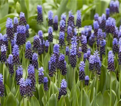 Muscari, blau Muscari, blau