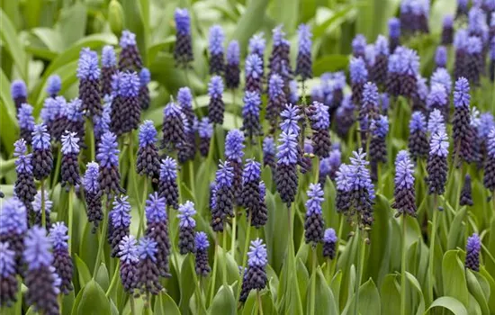Muscari, blau Muscari, blau