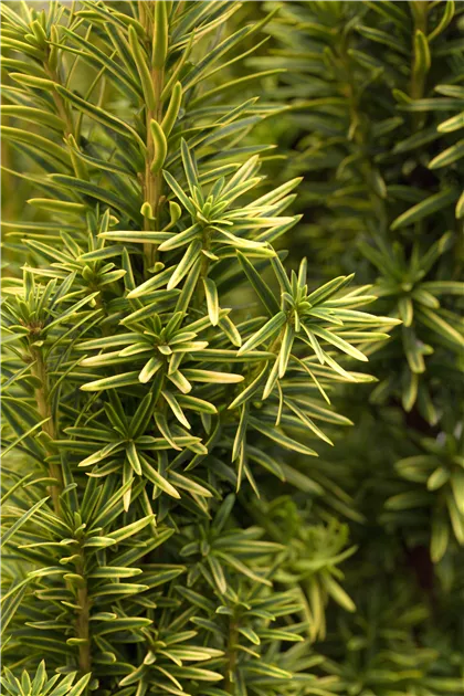 thuja 200 cm kaufen Abendländischer Lebensbaum Thuja occidentalis Brabant 175-200 cm Höhe main image 0