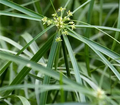 Cyperus alternifolius Cyperus alternifolius