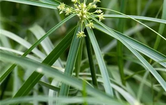 Cyperus alternifolius Cyperus alternifolius