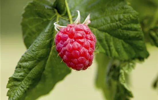 Rubus idaeus 'Malling Promise' Rubus idaeus 'Malling Promise'